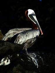 Brown Pelican. Galapagos 2006 by Chris Wildblood 